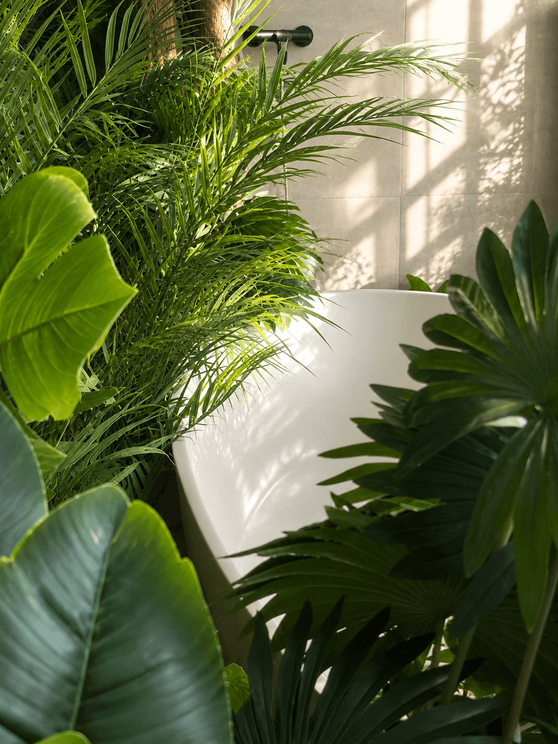 Oasis